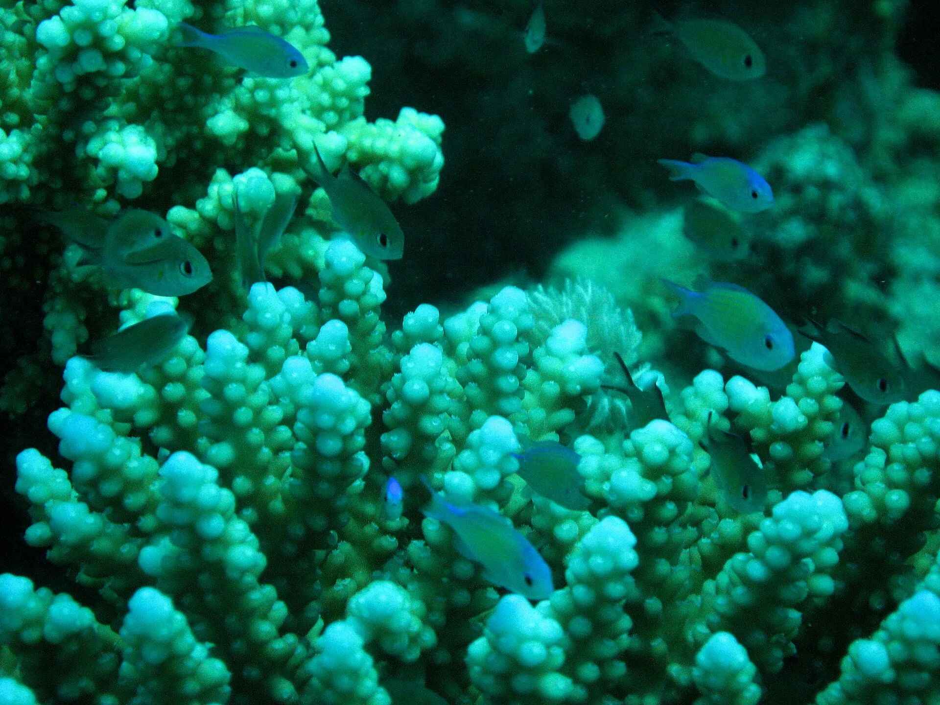 Pourquoi la mer Rouge séduit autant les plongeurs