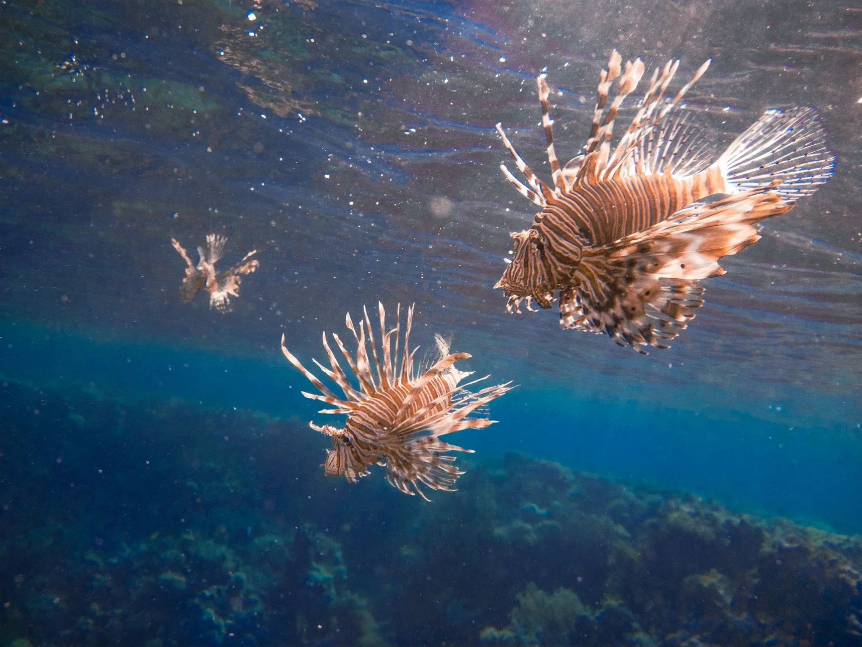 Mer Rouge : Hurghada, Marsa Alam et la plongée